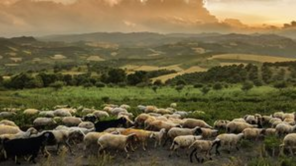 Innovation of Sustainable Sheep and Goat Production in Europe