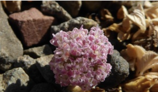 Conservation of the unique population of Horstrissea dolinicola in central Crete