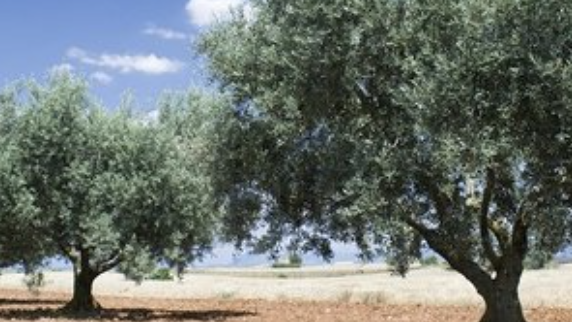 Olive tree sustainable development – OLIVEMED EVOLEA