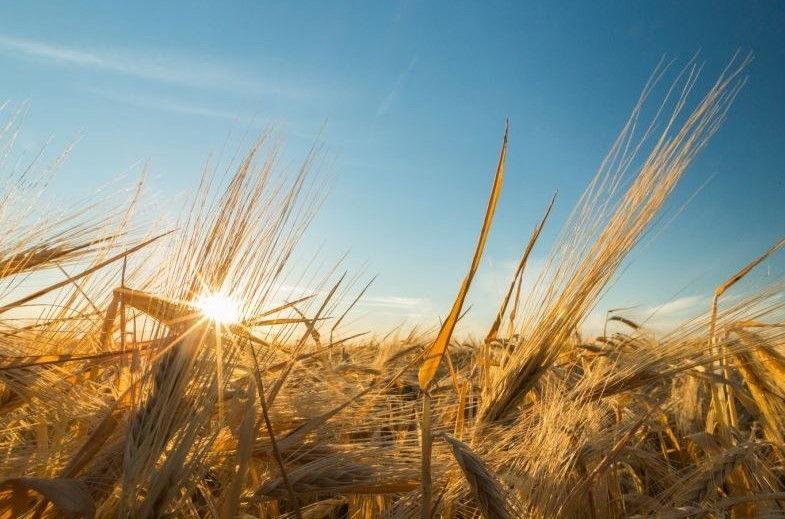 Rapport d’activité du CIHEAM sur les systèmes alimentaires durables