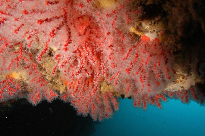 Le corail rouge, l’or fin de la MEDITERRANEE - CIHEAM