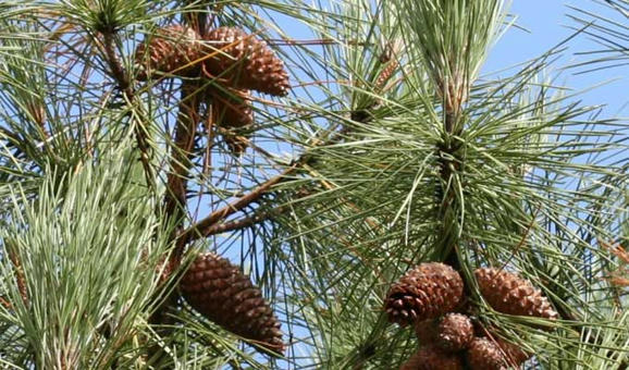 Pinède TUNISIE : Les forêts de pin d’Alep à Béja : un trésor de biodiversité ...